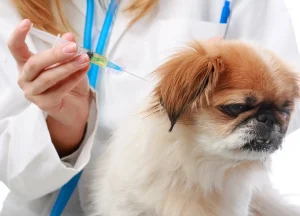 Pets and Pet Care